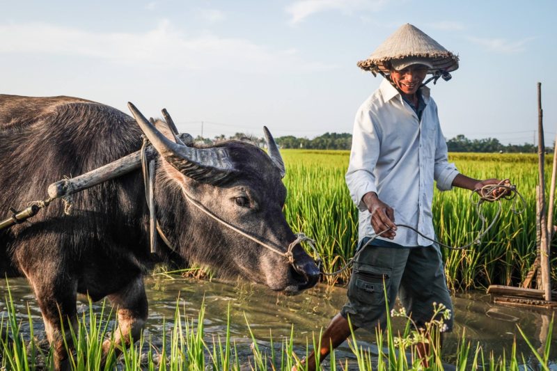 Vietnamese man and ox work in paddy fields by PG Pics